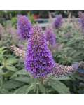 Buddleja davidii Little Lila 